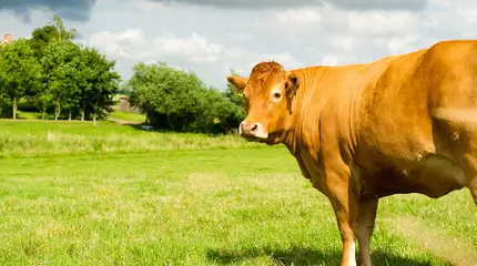 Sustainable Farming